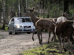 Финская полиция предупреждает о лосях на дорогах